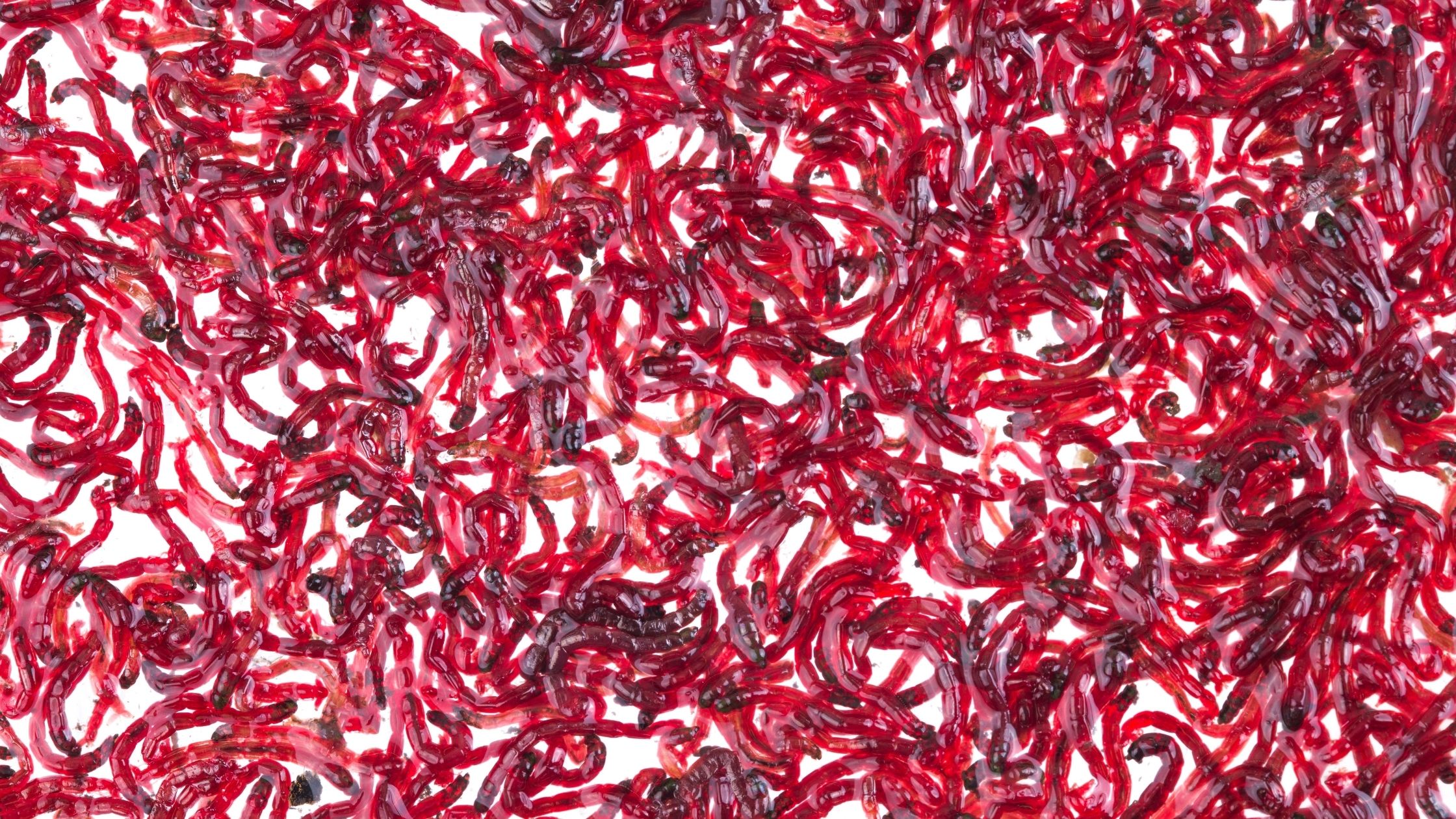 Types of Fishing Worms: Bloodworms