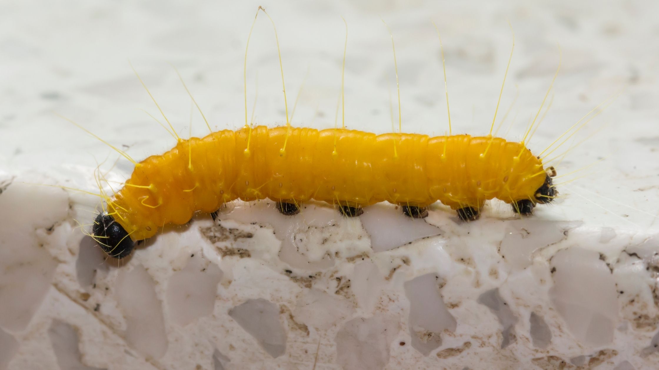 Types of Fishing Worms: Butterworms