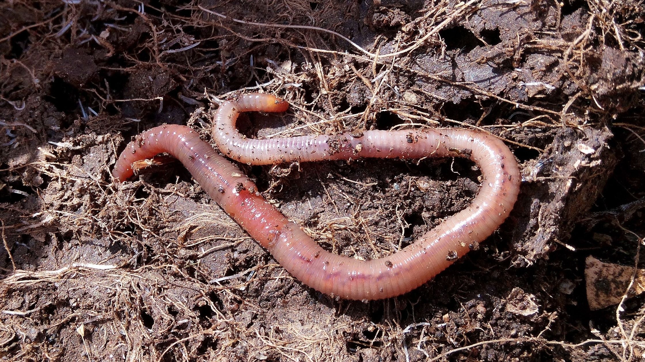 Types of Fishing Worms: Dillies