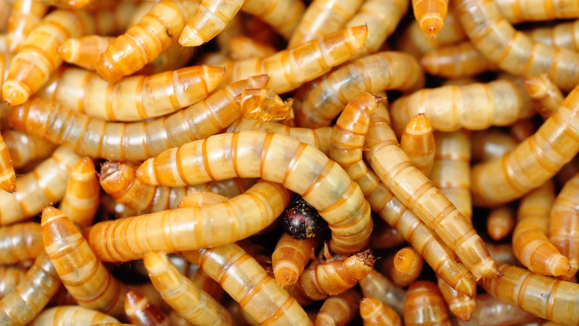 Types of Fishing Worms: Mealworms