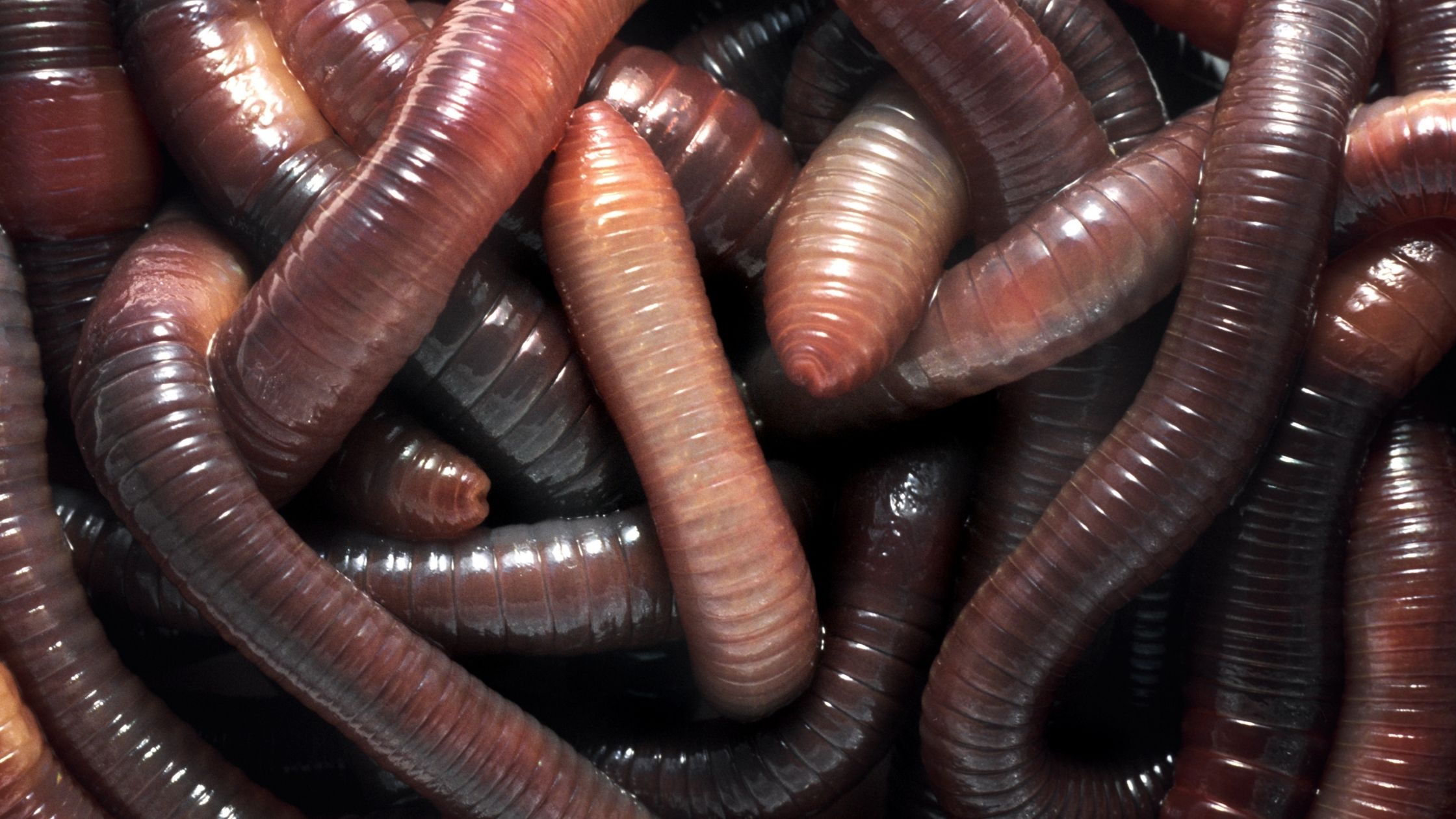 Types of Fishing Worms: Nightcrawler Fishing Worms